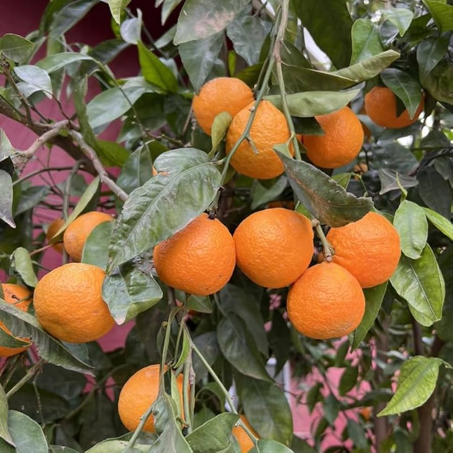 satsuma Satsuma Tangerine Tree in the Fruit Plants department at